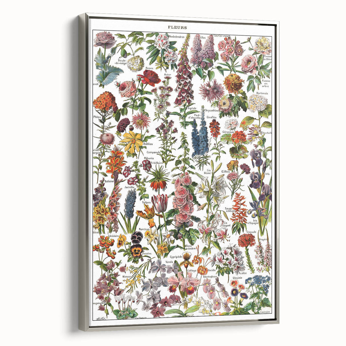 Vintage Botanical Art Print – Stunning Floral Collection