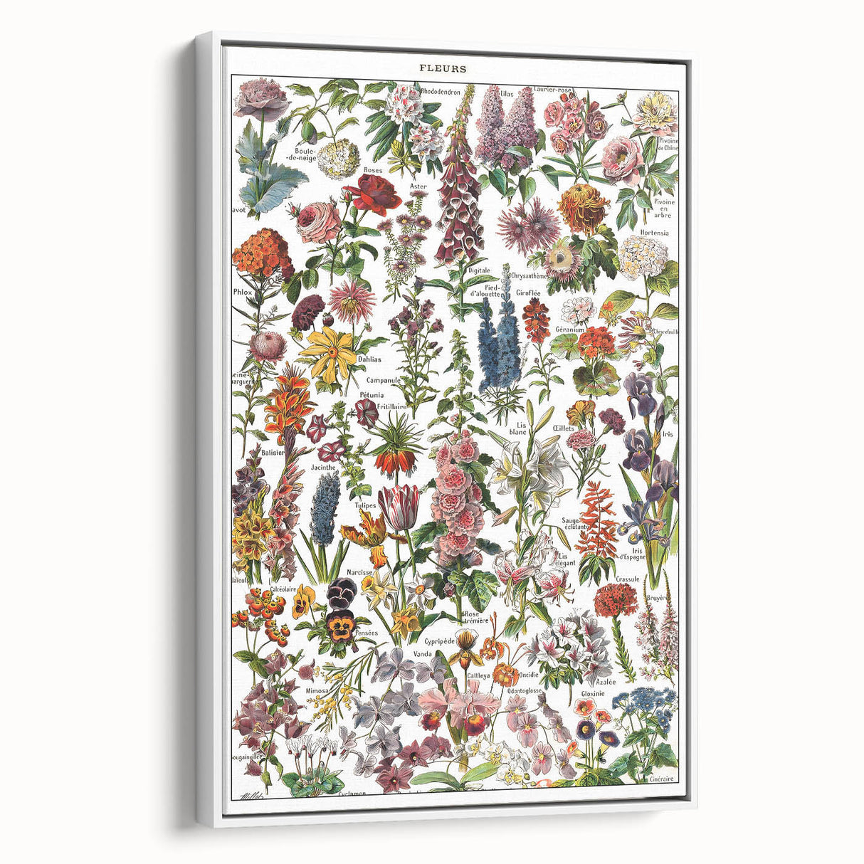 Vintage Botanical Art Print – Stunning Floral Collection