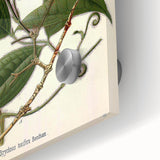 Vintage Botanical Art Print – Strychnos Toxifera with Green Leaves