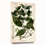 Vintage Botanical Art Print – Strychnos Toxifera with Green Leaves