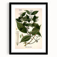 Vintage Botanical Art Print – Strychnos Toxifera with Green Leaves