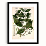 Vintage Botanical Art Print – Strychnos Toxifera with Green Leaves