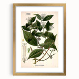 Vintage Botanical Art Print – Strychnos Toxifera with Green Leaves