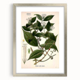 Vintage Botanical Art Print – Strychnos Toxifera with Green Leaves