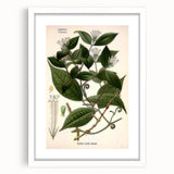 Vintage Botanical Art Print – Strychnos Toxifera with Green Leaves