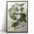 Vintage Botanical Art Print – Strychnos Toxifera with Green Leaves