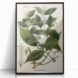 Vintage Botanical Art Print – Strychnos Toxifera with Green Leaves
