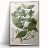 Vintage Botanical Art Print – Strychnos Toxifera with Green Leaves