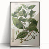 Vintage Botanical Art Print – Strychnos Toxifera with Green Leaves