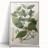 Vintage Botanical Art Print – Strychnos Toxifera with Green Leaves