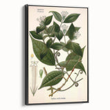 Vintage Botanical Art Print – Strychnos Toxifera with Green Leaves