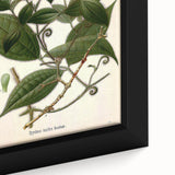 Vintage Botanical Art Print – Strychnos Toxifera with Green Leaves