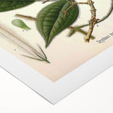 Vintage Botanical Art Print – Strychnos Toxifera with Green Leaves