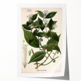 Vintage Botanical Art Print – Strychnos Toxifera with Green Leaves