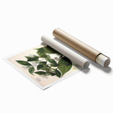 Vintage Botanical Art Print – Strychnos Toxifera with Green Leaves