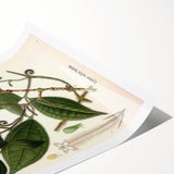 Vintage Botanical Art Print – Strychnos Toxifera with Green Leaves