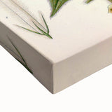 Vintage Botanical Art Print – Strychnos Toxifera with Green Leaves