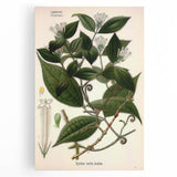 Vintage Botanical Art Print – Strychnos Toxifera with Green Leaves
