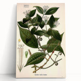 Vintage Botanical Art Print – Strychnos Toxifera with Green Leaves