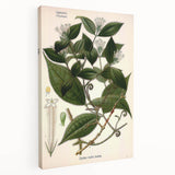 Vintage Botanical Art Print – Strychnos Toxifera with Green Leaves