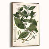 Vintage Botanical Art Print – Strychnos Toxifera with Green Leaves