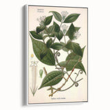 Vintage Botanical Art Print – Strychnos Toxifera with Green Leaves