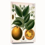 Vintage Botanical Art Print – Strychnos Ignatii with Green Leaves