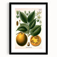 Vintage Botanical Art Print – Strychnos Ignatii with Green Leaves