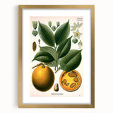 Vintage Botanical Art Print – Strychnos Ignatii with Green Leaves
