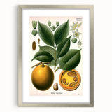 Vintage Botanical Art Print – Strychnos Ignatii with Green Leaves