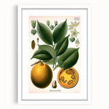 Vintage Botanical Art Print – Strychnos Ignatii with Green Leaves