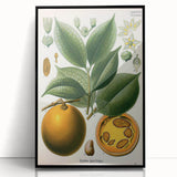 Vintage Botanical Art Print – Strychnos Ignatii with Green Leaves