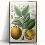 Vintage Botanical Art Print – Strychnos Ignatii with Green Leaves