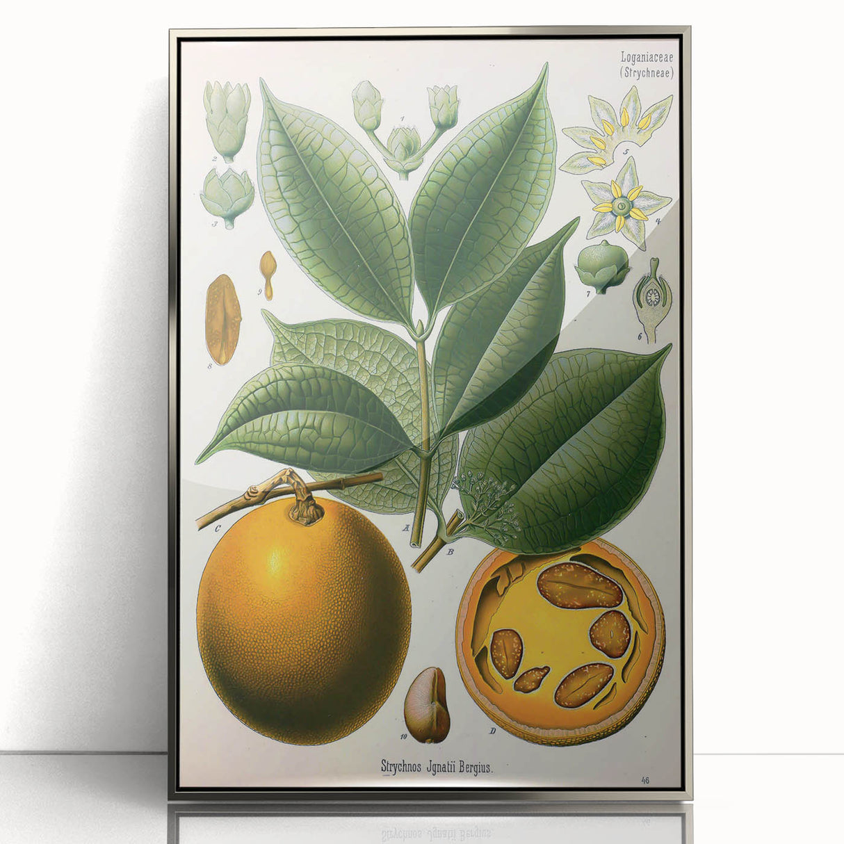 Vintage Botanical Art Print – Strychnos Ignatii with Green Leaves