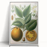 Vintage Botanical Art Print – Strychnos Ignatii with Green Leaves