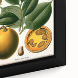 Vintage Botanical Art Print – Strychnos Ignatii with Green Leaves