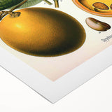 Vintage Botanical Art Print – Strychnos Ignatii with Green Leaves