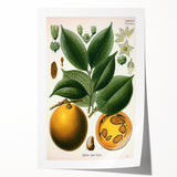 Vintage Botanical Art Print – Strychnos Ignatii with Green Leaves
