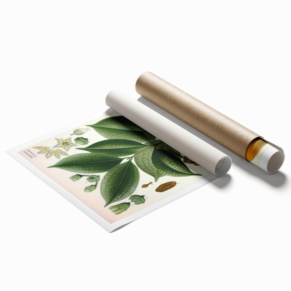 Vintage Botanical Art Print – Strychnos Ignatii with Green Leaves