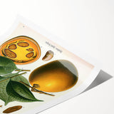 Vintage Botanical Art Print – Strychnos Ignatii with Green Leaves