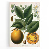 Vintage Botanical Art Print – Strychnos Ignatii with Green Leaves