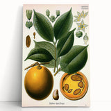 Vintage Botanical Art Print – Strychnos Ignatii with Green Leaves