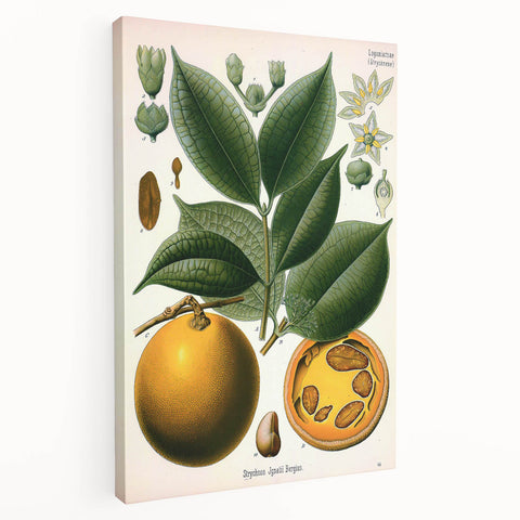 Vintage Botanical Art Print – Strychnos Ignatii with Green Leaves