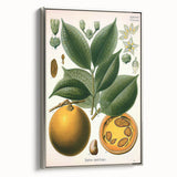 Vintage Botanical Art Print – Strychnos Ignatii with Green Leaves