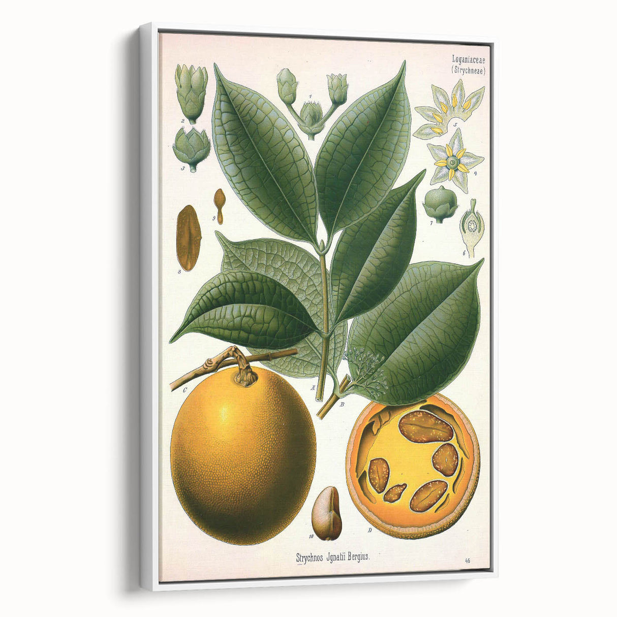 Vintage Botanical Art Print – Strychnos Ignatii with Green Leaves