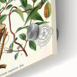 Botanical Art Prints – Vintage Botanical Illustration Art