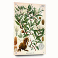 Botanical Art Prints – Vintage Botanical Illustration Art