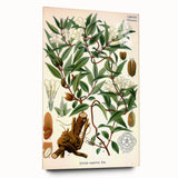Botanical Art Prints – Vintage Botanical Illustration Art
