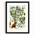 Botanical Art Prints – Vintage Botanical Illustration Art