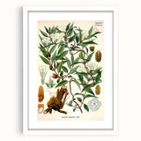 Botanical Art Prints – Vintage Botanical Illustration Art
